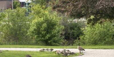 Geese and gooselings