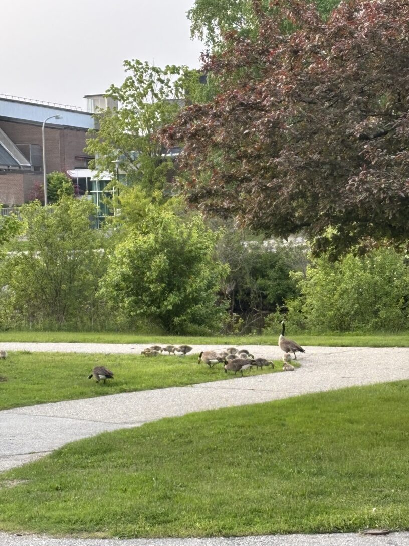 Geese and gooselings